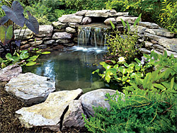 Ponds, Waterfalls, Brookline, MA