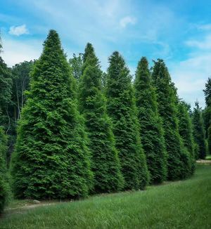 Thuja Green Giant Thuja Green Giant